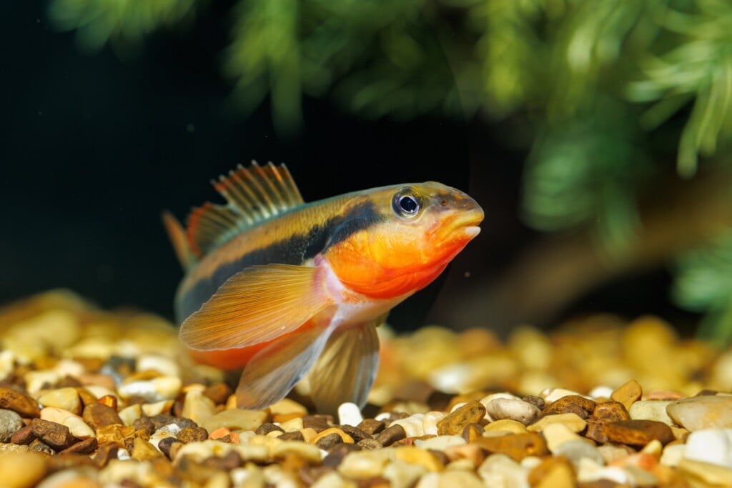 Tangerine Darter (percina Aurantiaca)