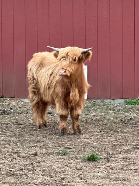 Lostcow 032023