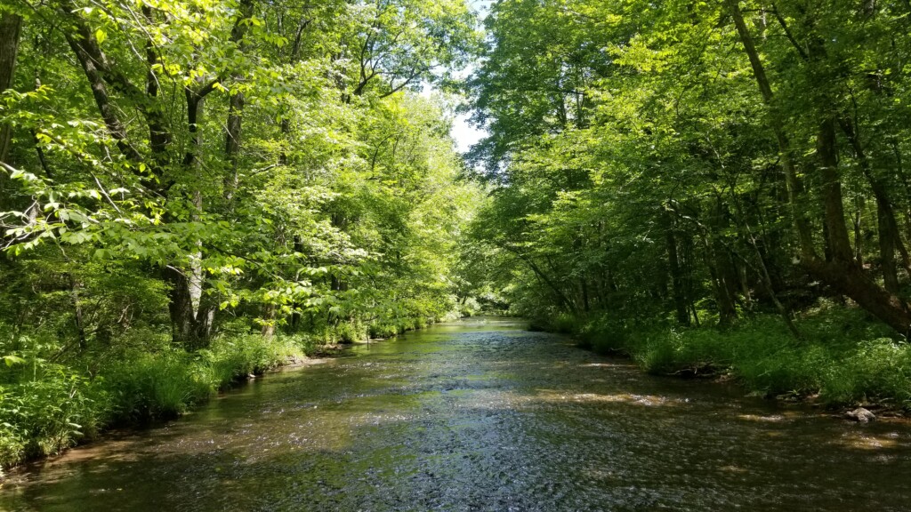 Big Swan Headwaters Preserve