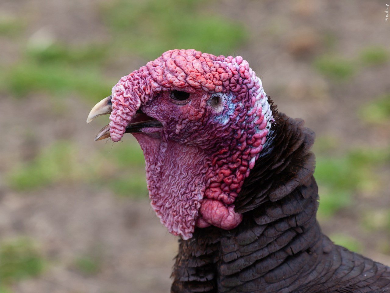 Turkey season in Tennessee starts two weeks late WDEF