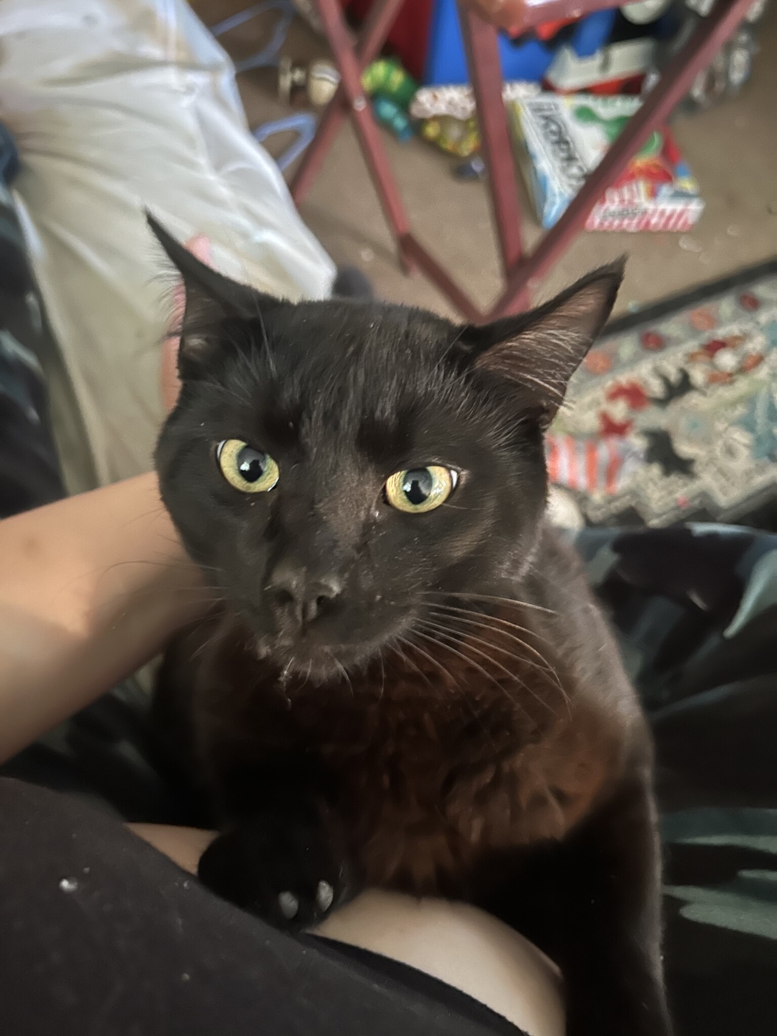 Lost, Found, and Free Pets WDEF