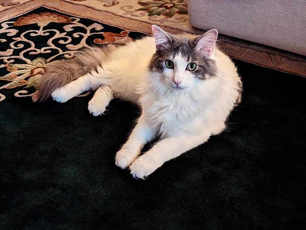 Lostcat 040623