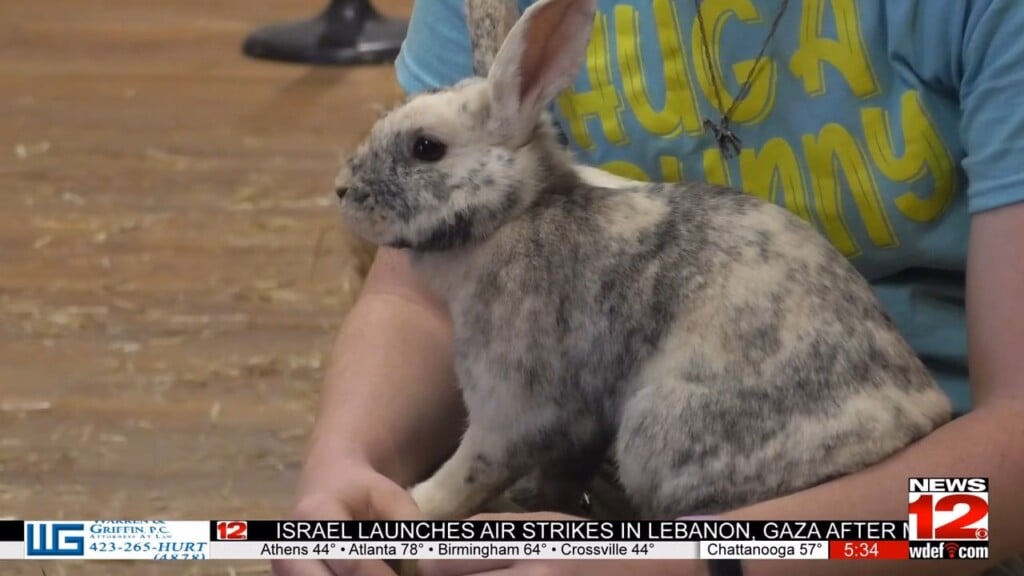 Hug A Bunny Returns To Chattanooga Zoo For Easter