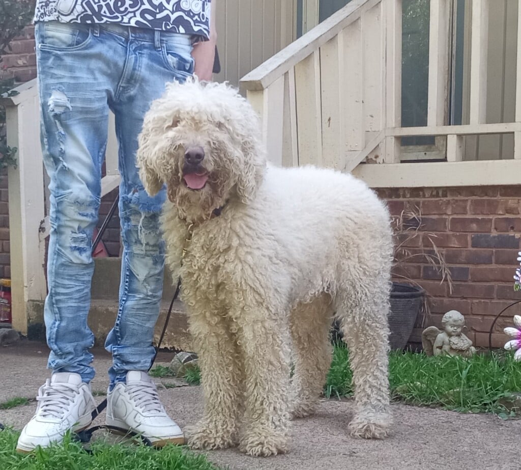 Founddog 041723
