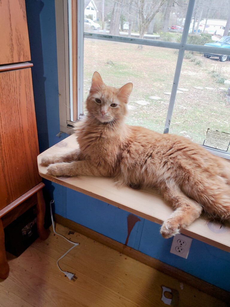 Lostcat 050423