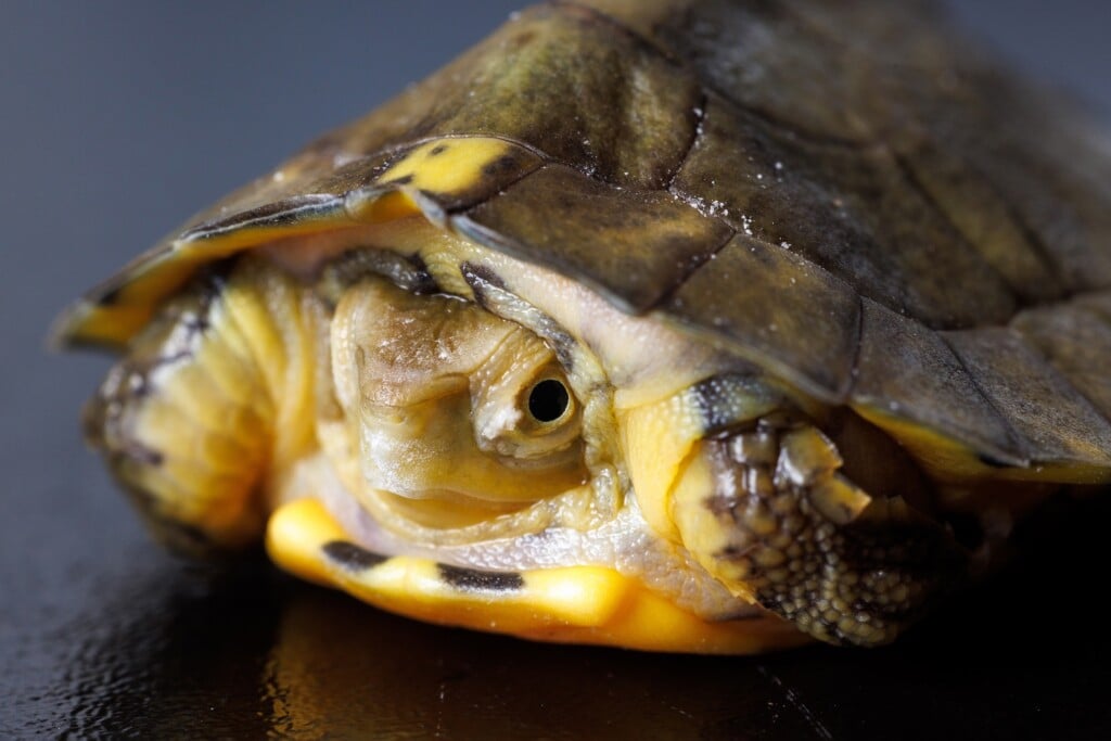 A Four Eyed Turtle (sacalia Quadriocellata) Hatched At The Tennessee Aquarium.