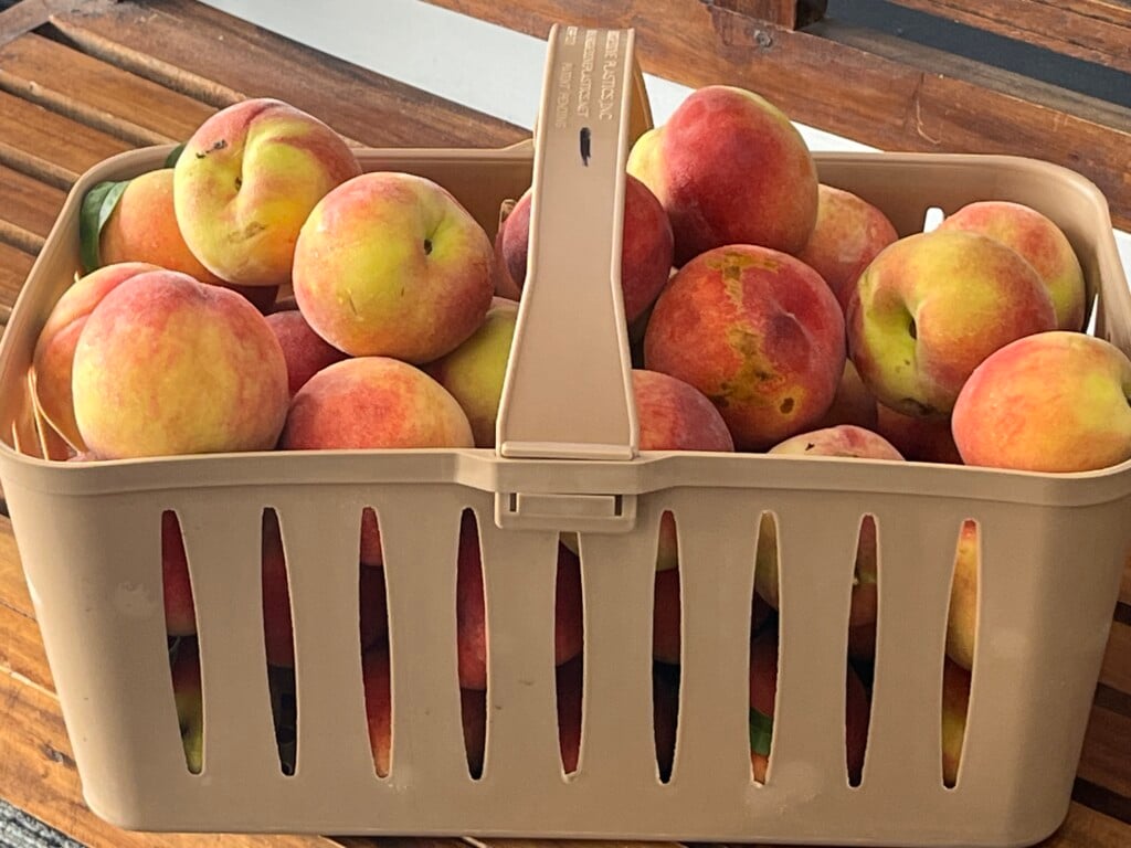 Peach Season