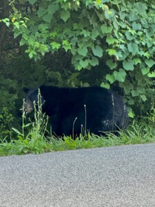 Signal Mtn Bear