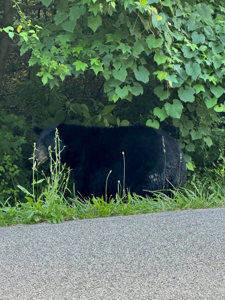 Signal Mtn Bear