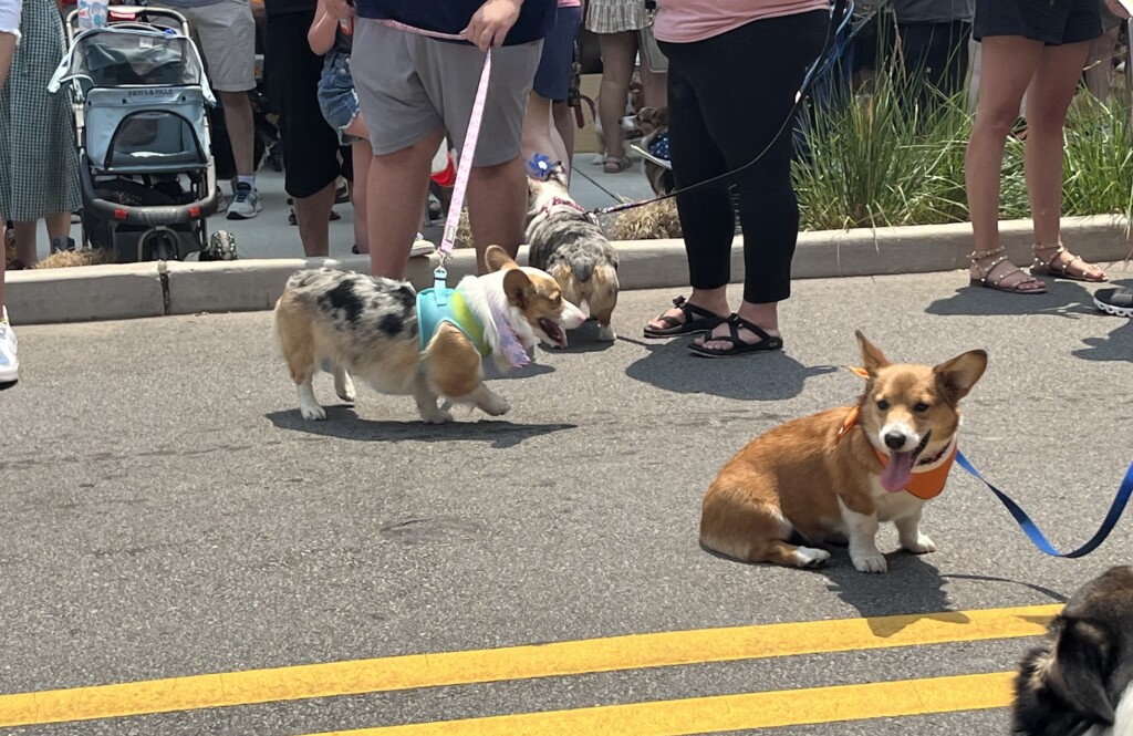 Corgi Parade
