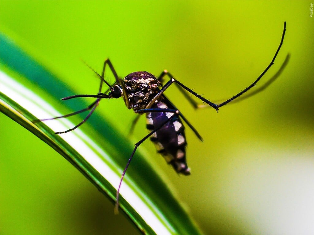 mosquito, malaria