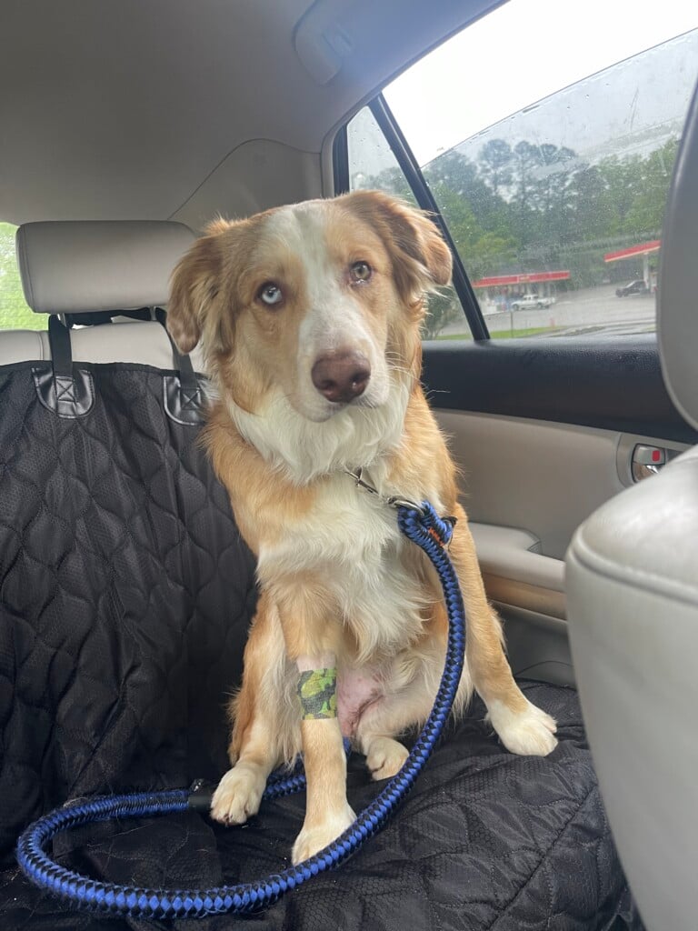 Missingdog 063023