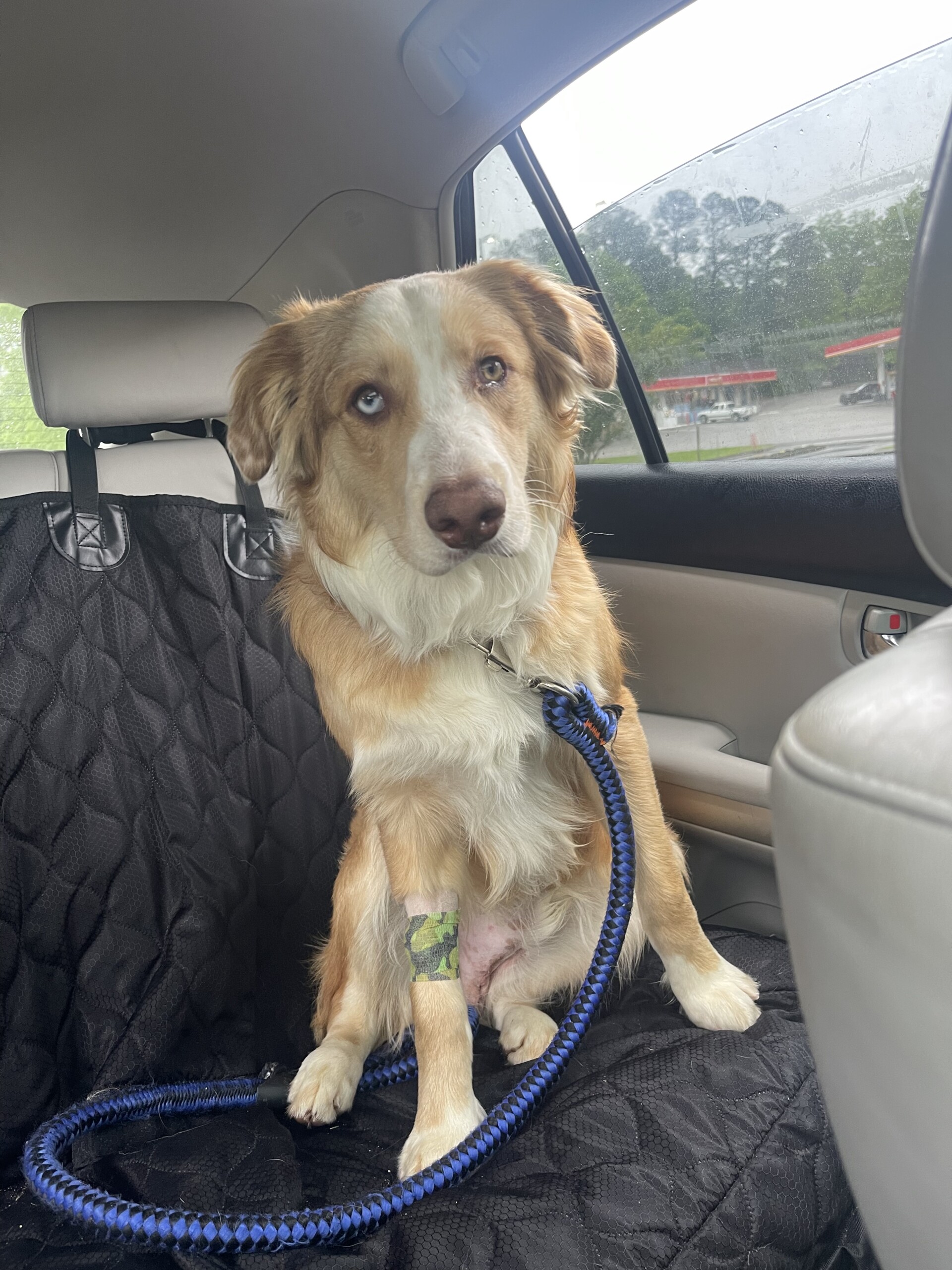 Missing Red and White Aussie Dog - WDEF