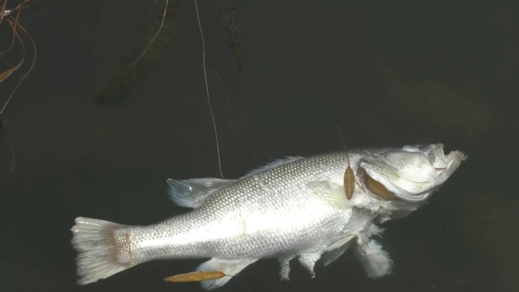 Deadfish 004