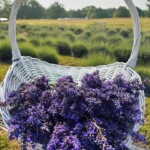 Lookout Lavender Farm