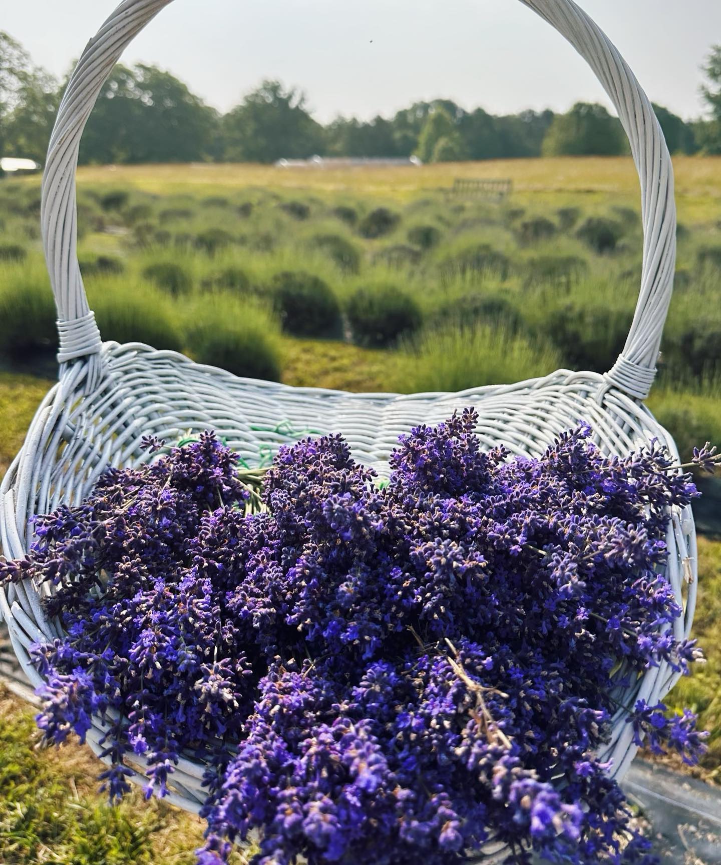 Lookout Mountain's Lavender Farm kicks off their 'uPick' season - WDEF