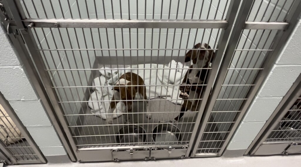 Animal shelter