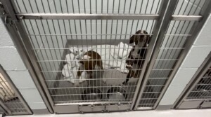 Animal shelter