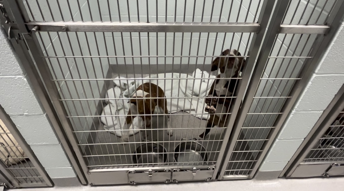 Local animal shelters reach maximum capacity WDEF