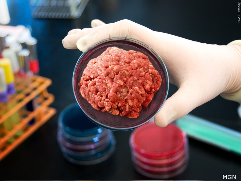 lab grown meat