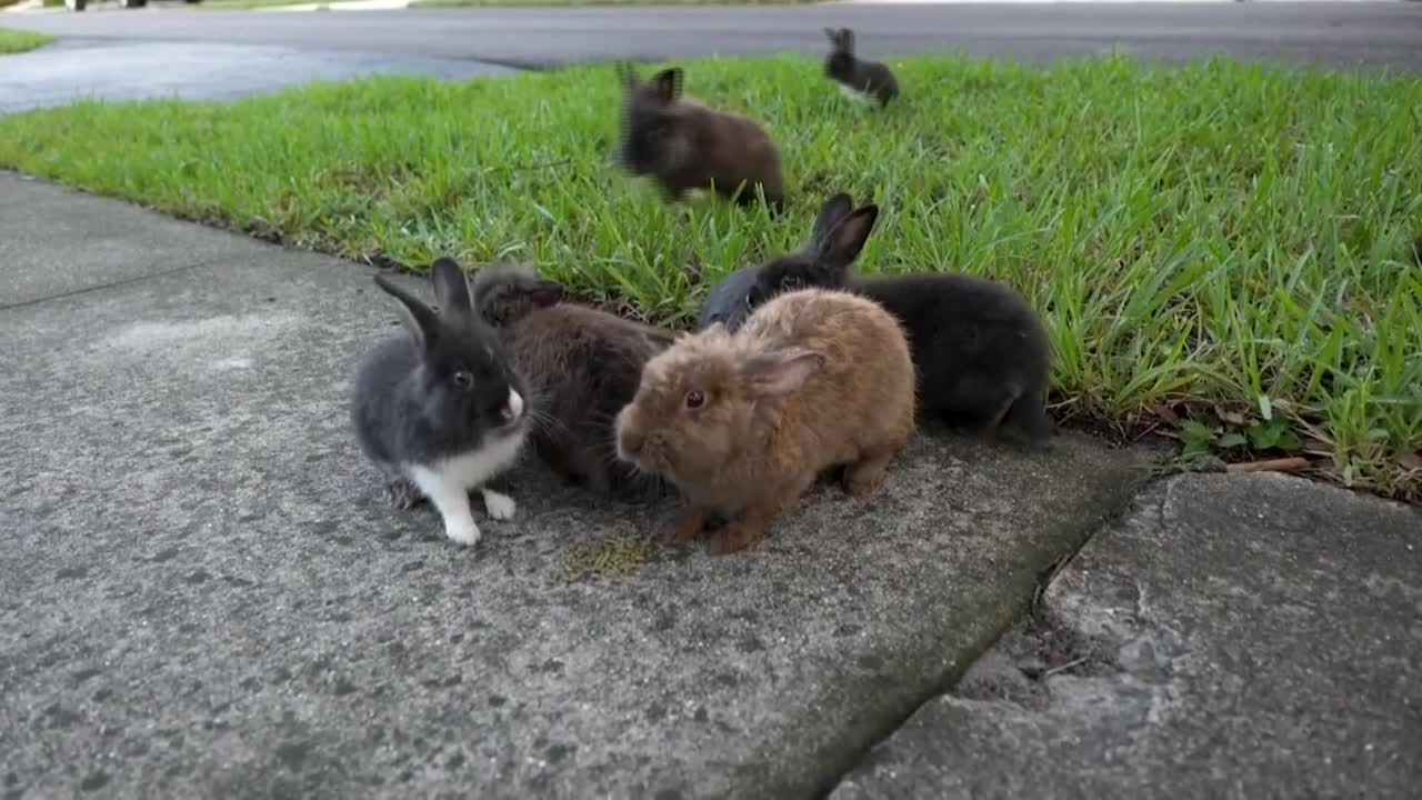 Fuzzy invasion of domestic rabbits has a Florida suburb hopping into a hunt for new owners - Vimarsana News
