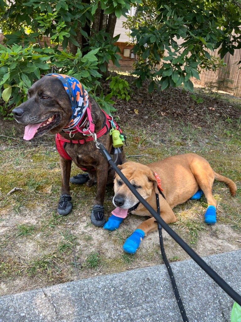 Heat Safety for Pets