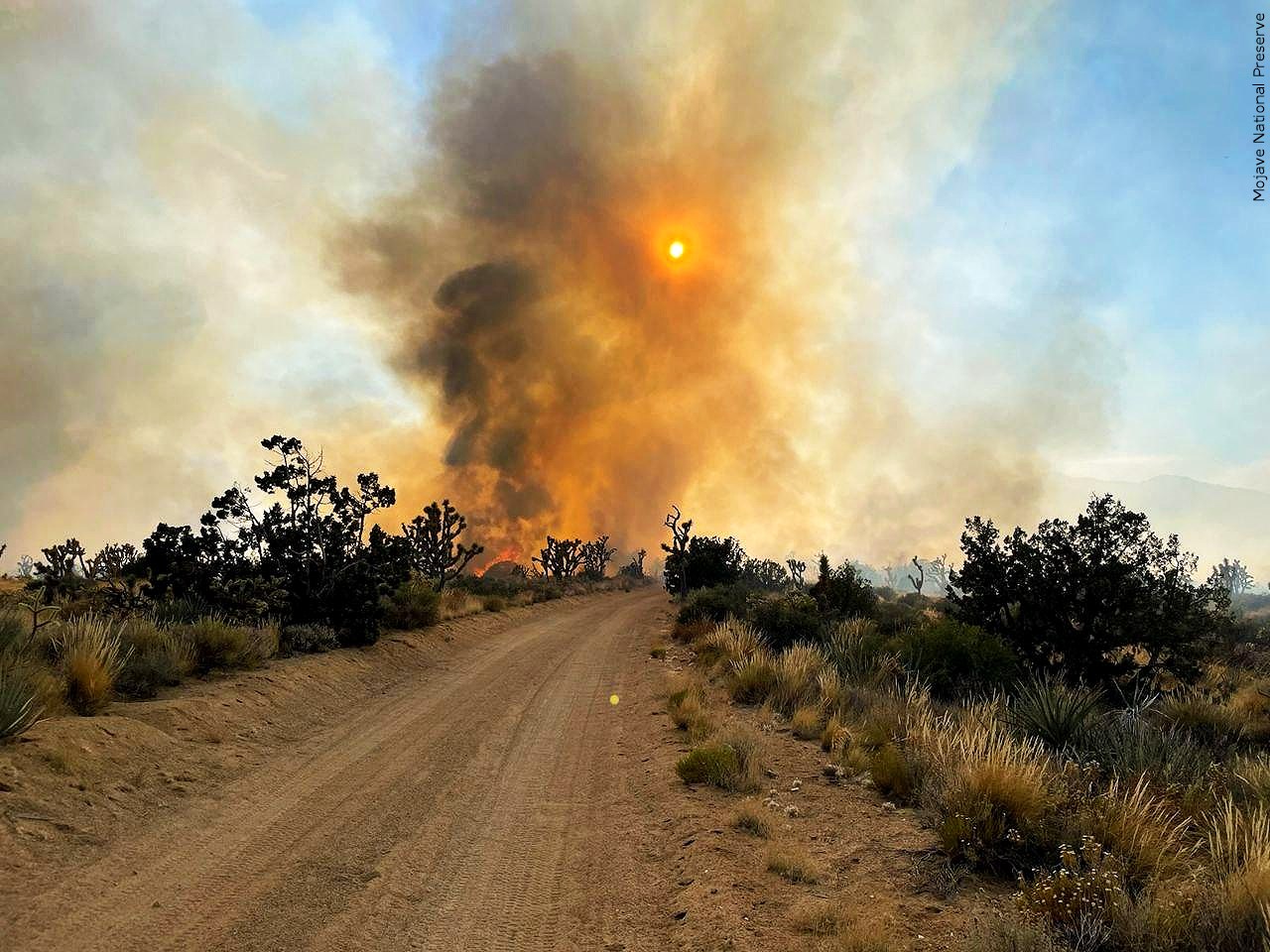 Progress made against massive California-Nevada wildfire but flames threaten iconic Joshua trees - Vimarsana News