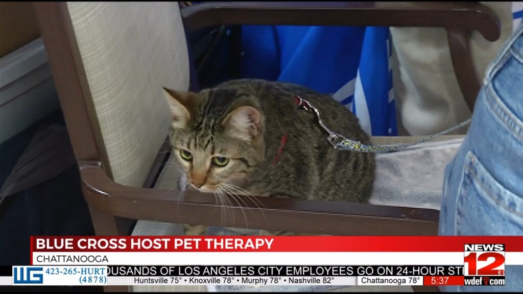 Pet Therapy Benefits Health Of Older Adults, Says Bluecross, Humane Society