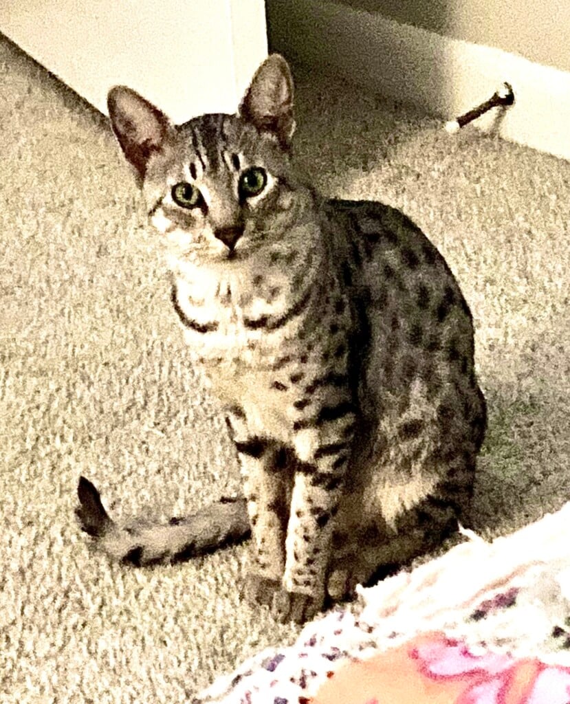 Lostcat 090723