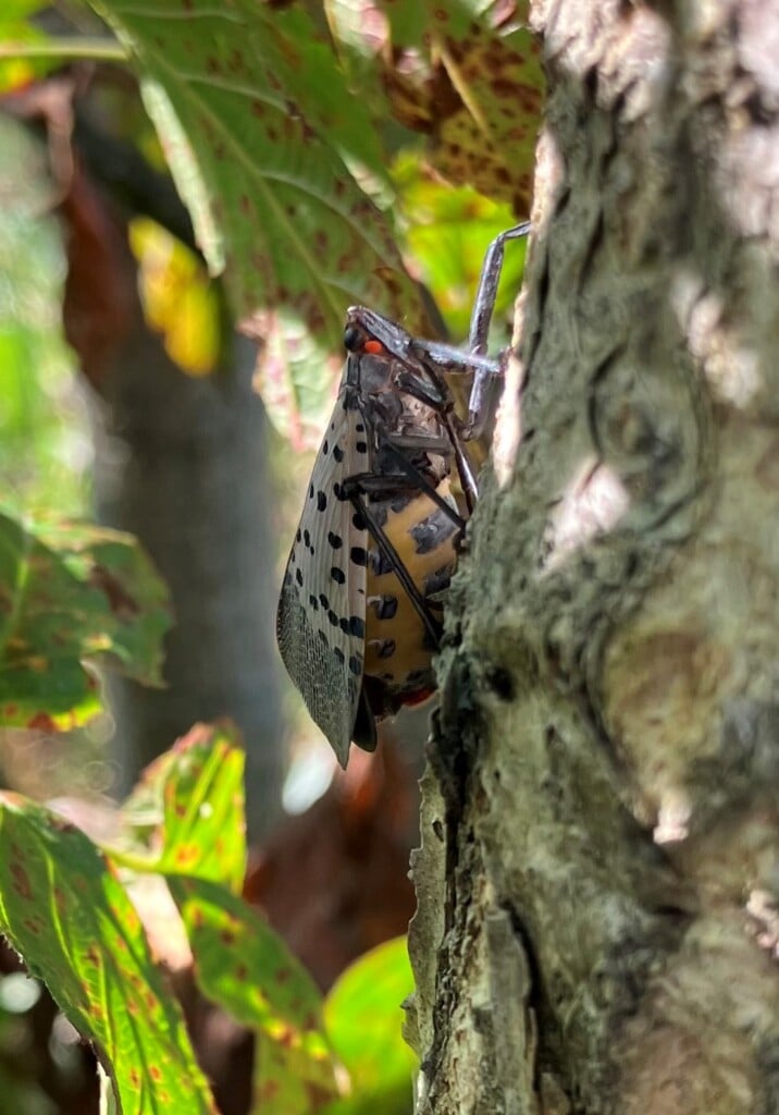 Spotted Lanternfly Davidson County Tn
