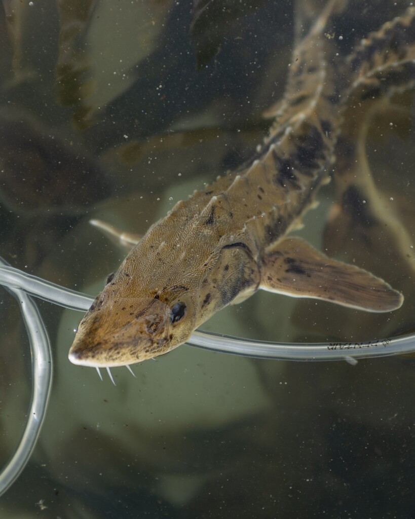 lake sturgeon