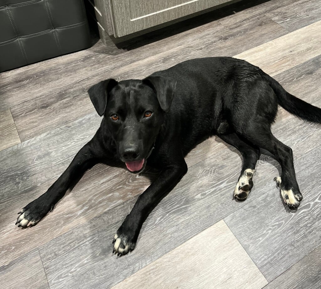 Founddog 102623