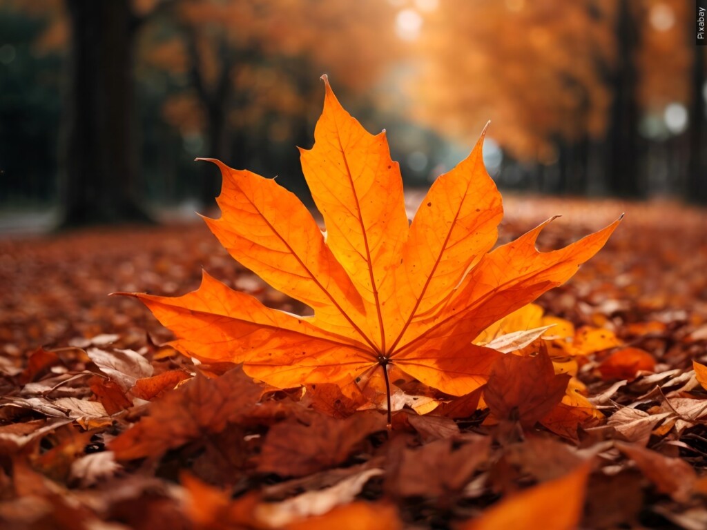 Fall Leaves
