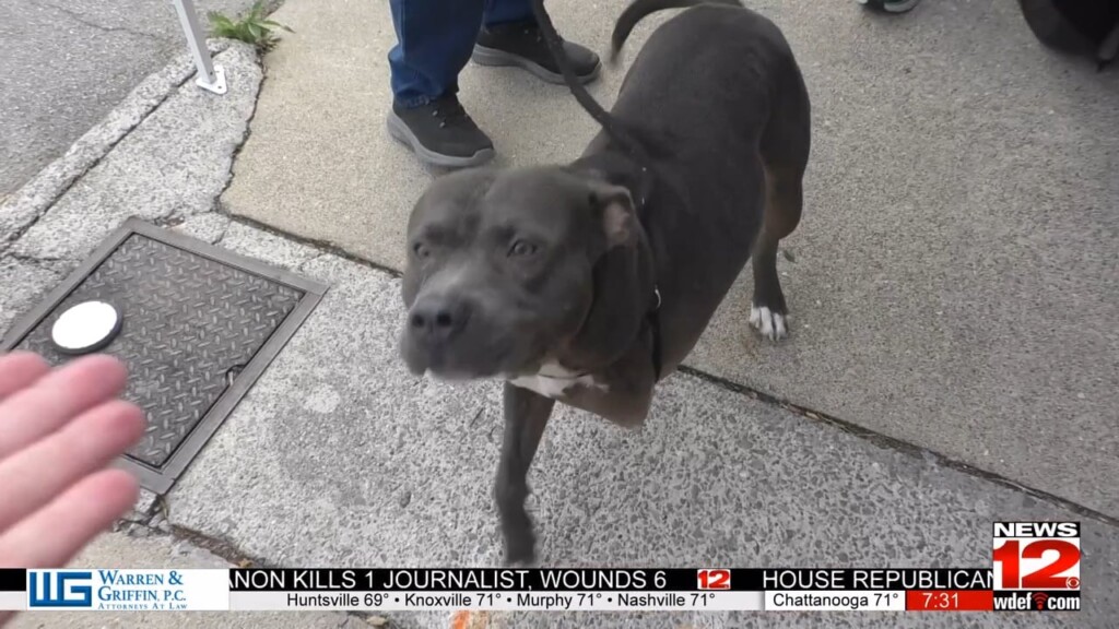 56 Dogs Rescued From Vacant Ooltewah Home