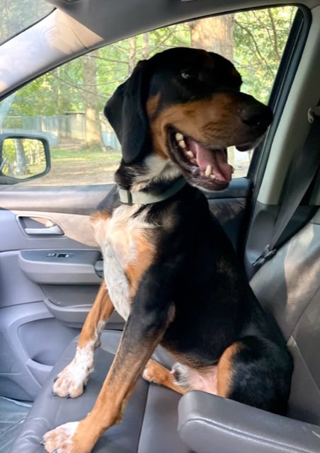 Lostdog 112823