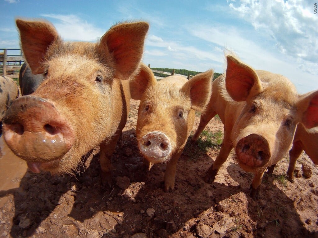 Pigs