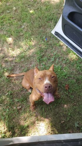 Missing Dog