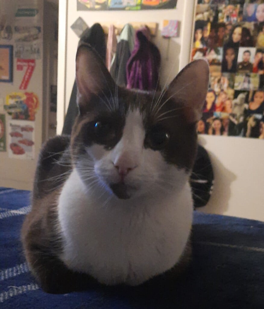 Missingcat 110623