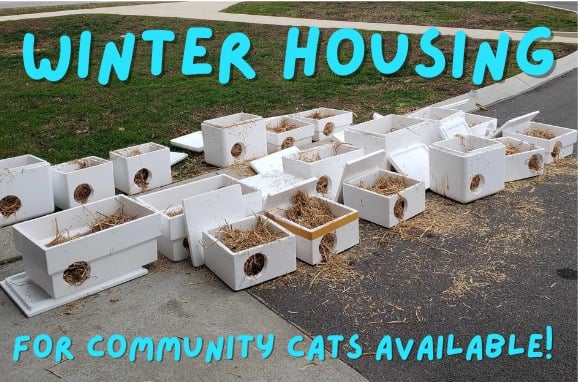Cat Housing