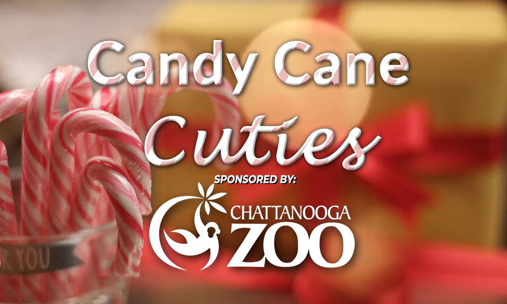 Candy Cane Cuties Photo Contest - WDEF