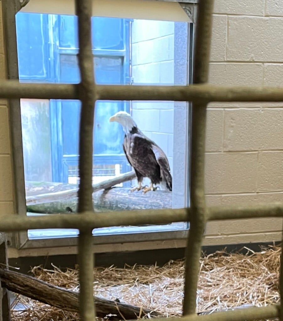 Bald Eagle Twra
