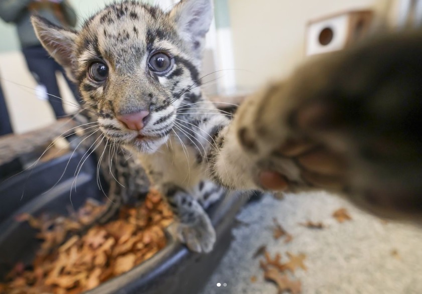 Clouded Leopard