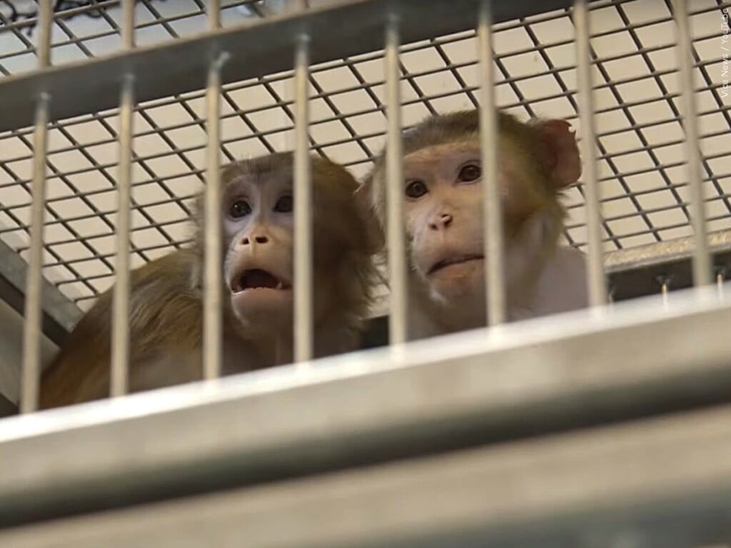 Caged macaque monkeys