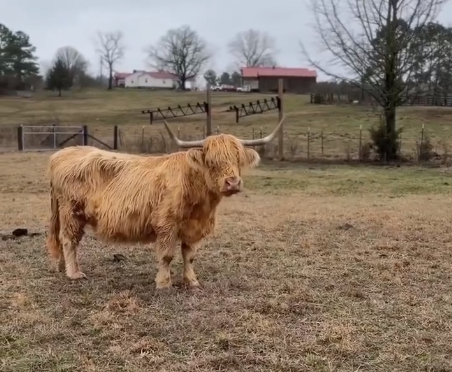 Cow