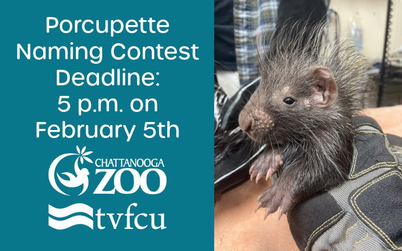 Porcupine