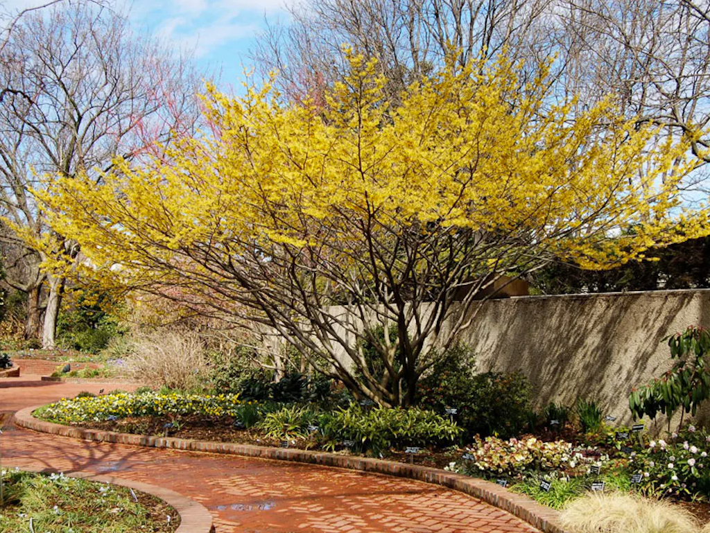 Witch Hazel