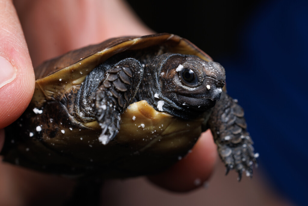 Arakan Forest Turtle (heosemys Depressa) Hatched At The Tennessee Aquarium.
