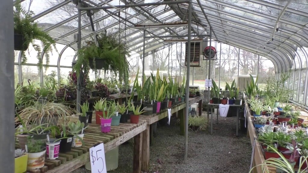 Plants 005
