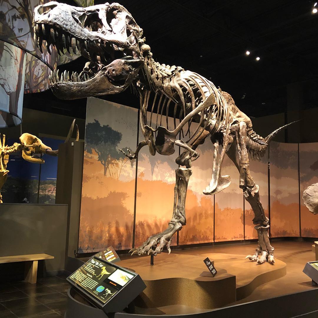 Tellus Large T Rex Picture