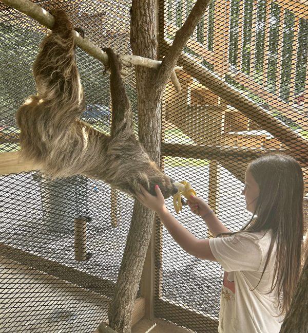 Ocoee Riverside Farm Sloth Encounter Picture Ocoee Riverside Farm Sloth Encounter Picture